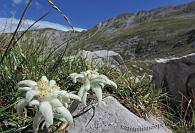 45 Stelle alpine Cima Menna